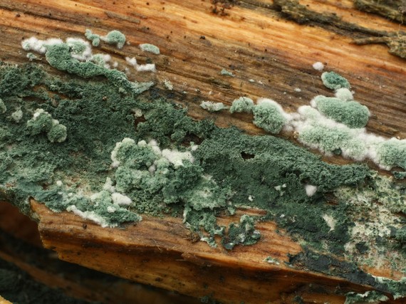 trichoderma Trichoderma sp.