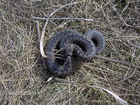 vretenica severná Vipera berus