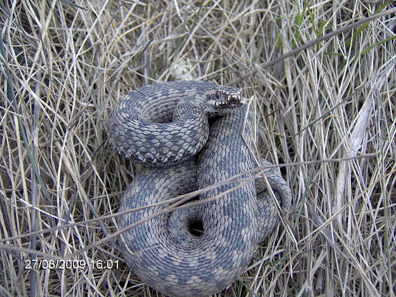 vretenica severna Vipera berus