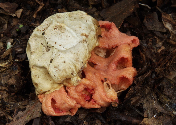 mrežovka červená Clathrus ruber P. Micheli ex Pers.