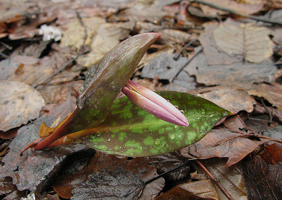 kandik psí Erythronium dens-canis L.