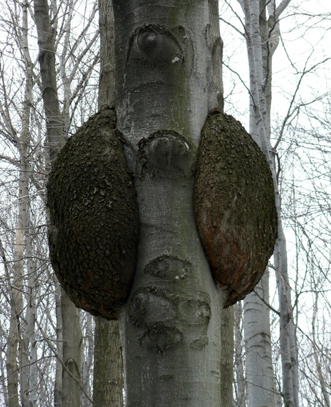 buk lesný Fagus sylvatica