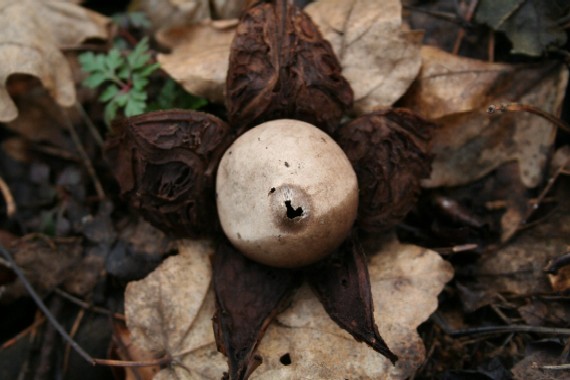 hviezdovka trojitá Geastrum triplex Jungh.