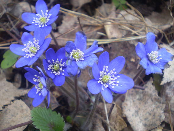 pečeňovník trojlaločný Hepatica nobilis Schreb.