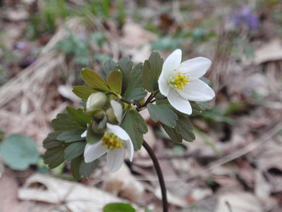 veterník žltuškovitý Isopyrum thalictroides L.