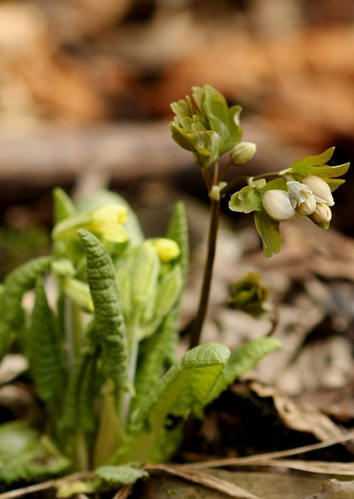 veterník žltuškovitý Isopyrum thalictroides L.