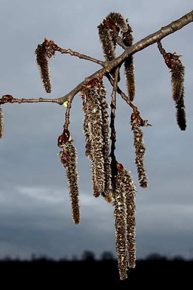 topoľ osikový Populus tremula L.