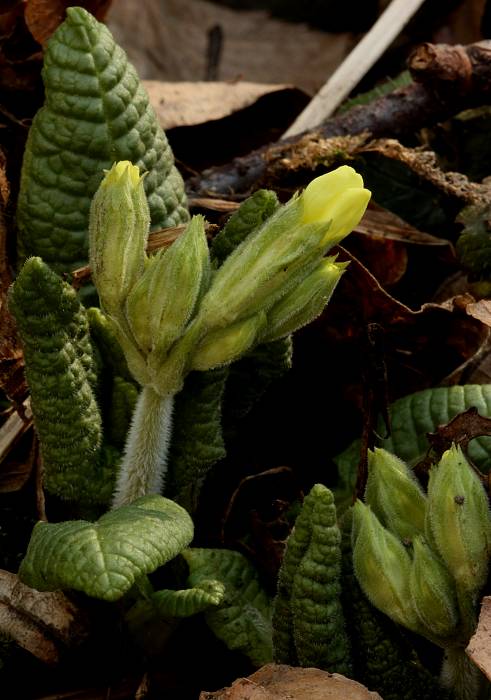 prvosienka vyššia Primula elatior (L.) L.