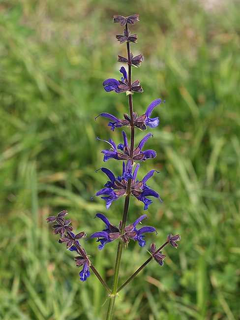 šalvia lúčna Salvia pratensis L.