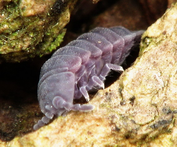 chvostoskok obrovský Tetrodontophora bielanensis /Waga/