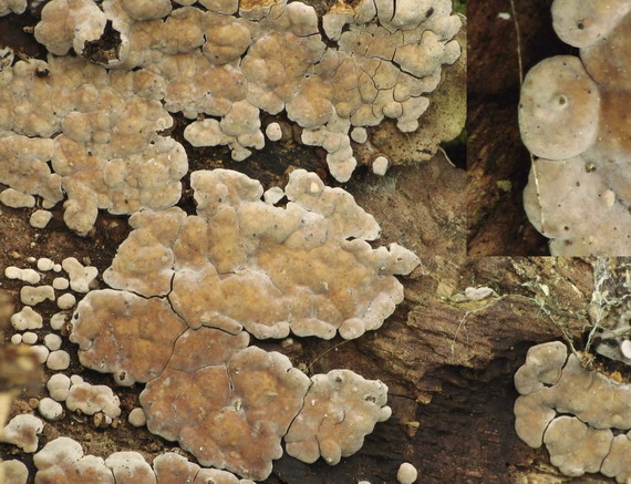 rozpukanec obyčajný Xylobolus frustulatus (Pers.) Boidin