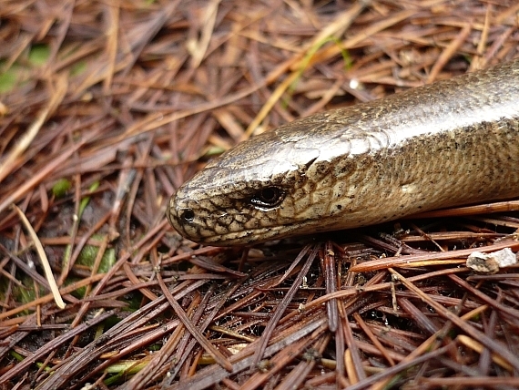 zoči-voko (slepúch lámavý) Anguis fragilis colchicus ?