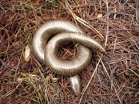 slepúch lámavý  Anguis fragilis colchicus ?