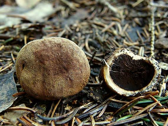 srnka obyčajná Elaphomyces granulatus Fr.