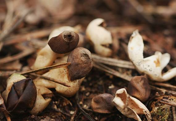 hviezdovka štvorcípová Geastrum quadrifidum DC. ex Pers.