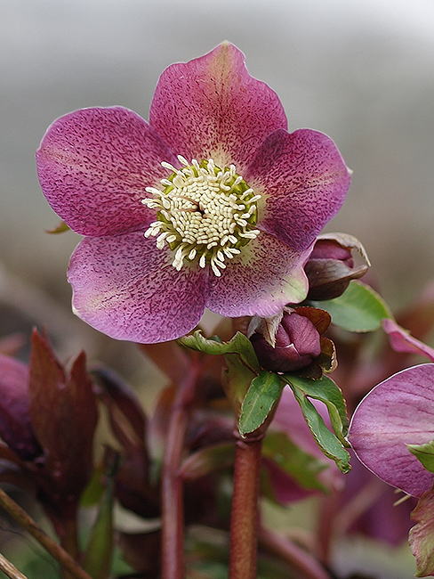 čemerica purpurová Helleborus purpurascens Waldst. et Kit.