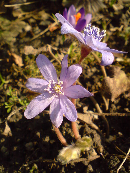 pečeňovník trojlaločný Hepatica nobilis Schreb.