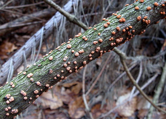 hlivka červená Nectria cinnabarina (Tode) Fr.