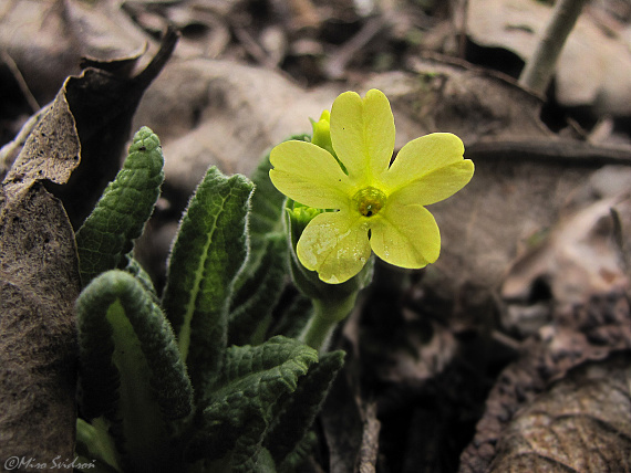 prvosienka vyššia Primula elatior (L.) L.