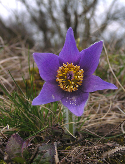 poniklec veľkokvetý - koniklec velkokvětý Pulsatilla grandis Wender.