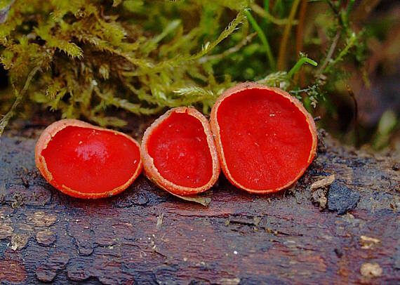 ohnivec šarlátový Sarcoscypha coccinea (Gray) Boud.