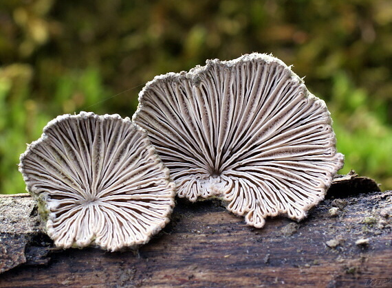 klanolupeňovka obyčajná Schizophyllum commune Fr.