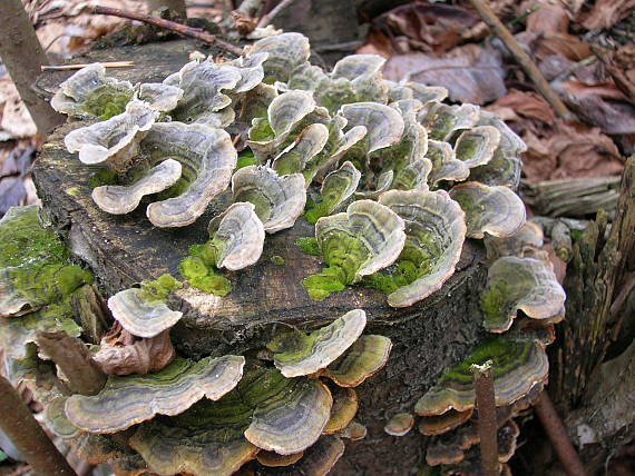 trúdnikovec pásikavý Trametes ochracea (Pers.) Gilb. & Ryvarden