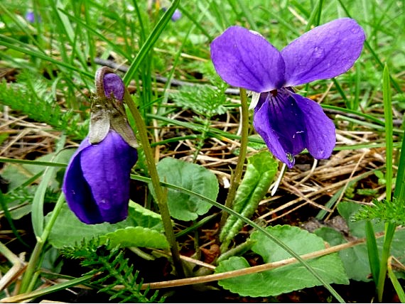 fialka voňavá  Viola odorata L.