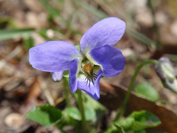 fialka rivinova Viola riviniana Rchb.