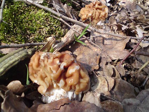 ušiak obrovský Gyromitra gigas (Krombh.) Cooke