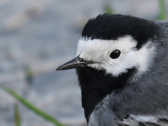 trasochvost biely Motacilla alba