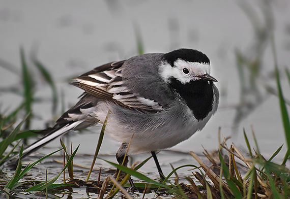 trasochvost biely Motacilla alba