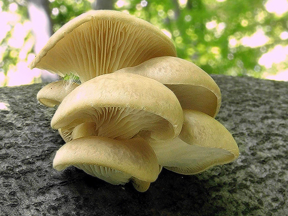 hliva buková Pleurotus pulmonarius (Fr.) Quél.