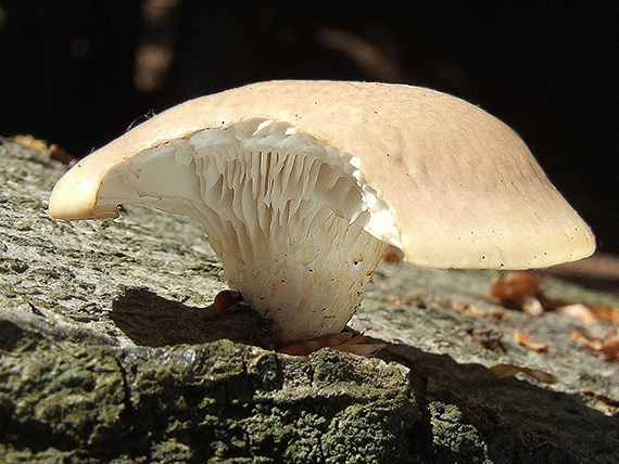 hliva buková Pleurotus pulmonarius (Fr.) Quél.