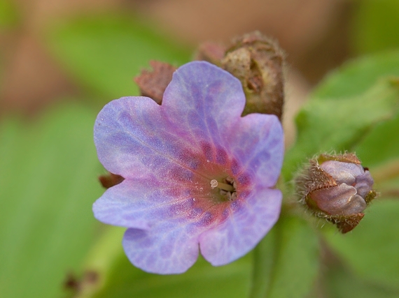 pľúcnik Pulmonaria maculata L.