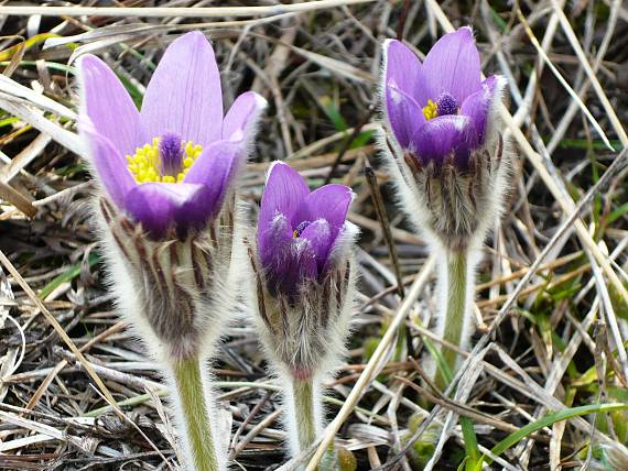 poniklec veľkokvetý Pulsatilla grandis Wender.