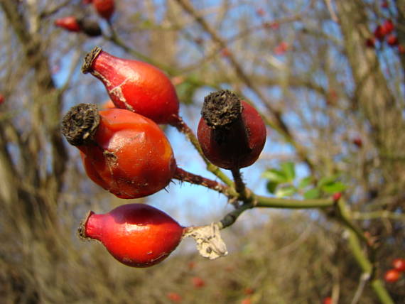 ruža Rosa sp.