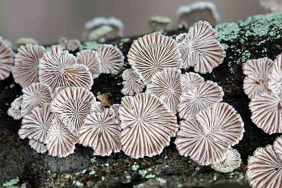 klanolístka obecná Schizophyllum commune Fr.