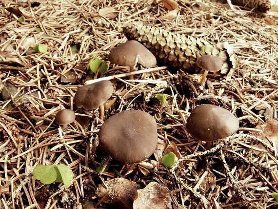 peniazočka smreková Strobilurus esculentus (Wulfen) Singer