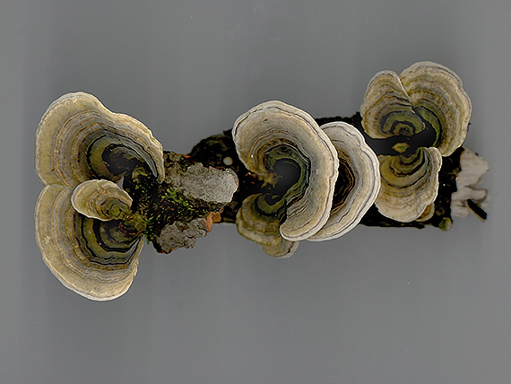 trúdnikovec pestrý Trametes versicolor (L.) Lloyd