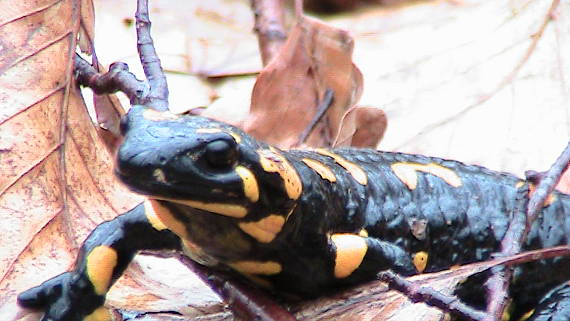 salamandra škvrnitá