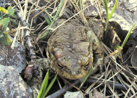 ropucha obyčajná Bufo bufo