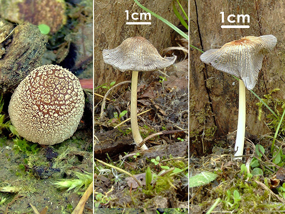 hnojník lúčový Coprinellus radians (Desm.) Vilgalys, Hopple & Jacq. Johnson