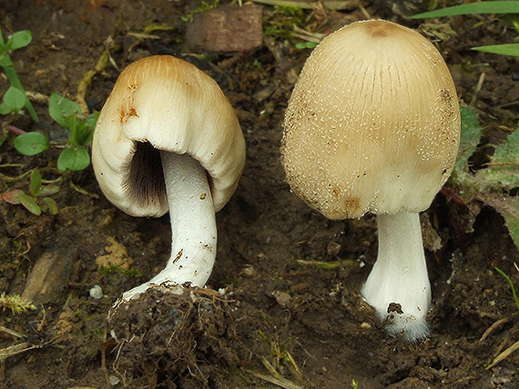 hnojník kmeňový Coprinellus truncorum (Scop.) Redhead, Vilgalys & Moncalvo