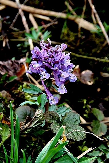 chochlačka plná Corydalis solida (L.) Clairv.