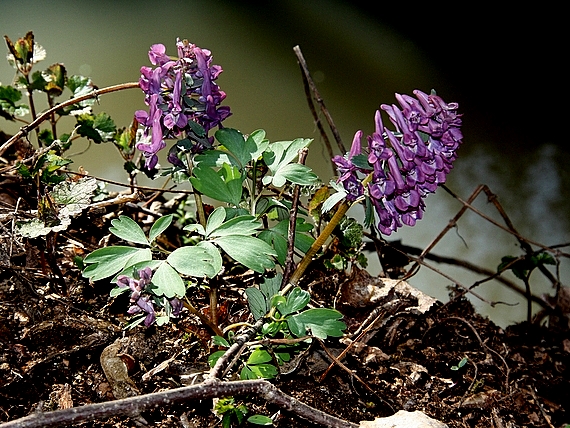 chochlačka plná Corydalis solida (L.) Clairv.