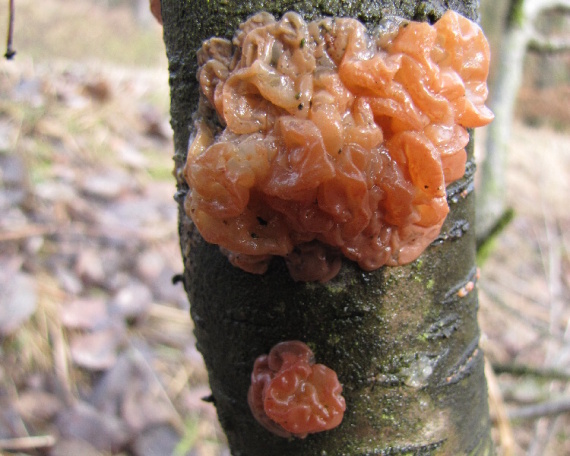 kráterokrčka třešňová  Craterocolla cerasi (Schumach.) Sacc.