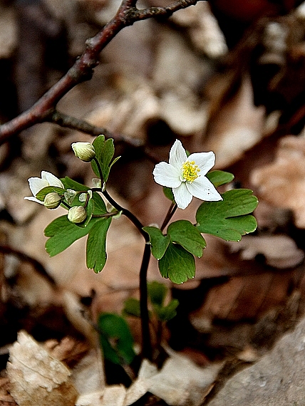 veterník žltuškovitý Isopyrum thalictroides L.