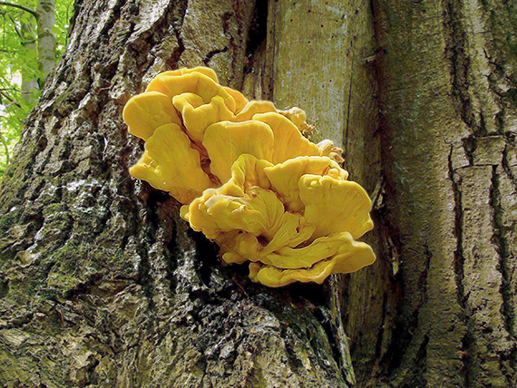 sírovec obyčajný Laetiporus sulphureus (Bull.) Murrill