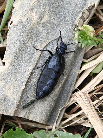 májka fialová Meloe violaceus